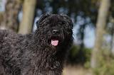 BOUVIER DES FLANDRES 316